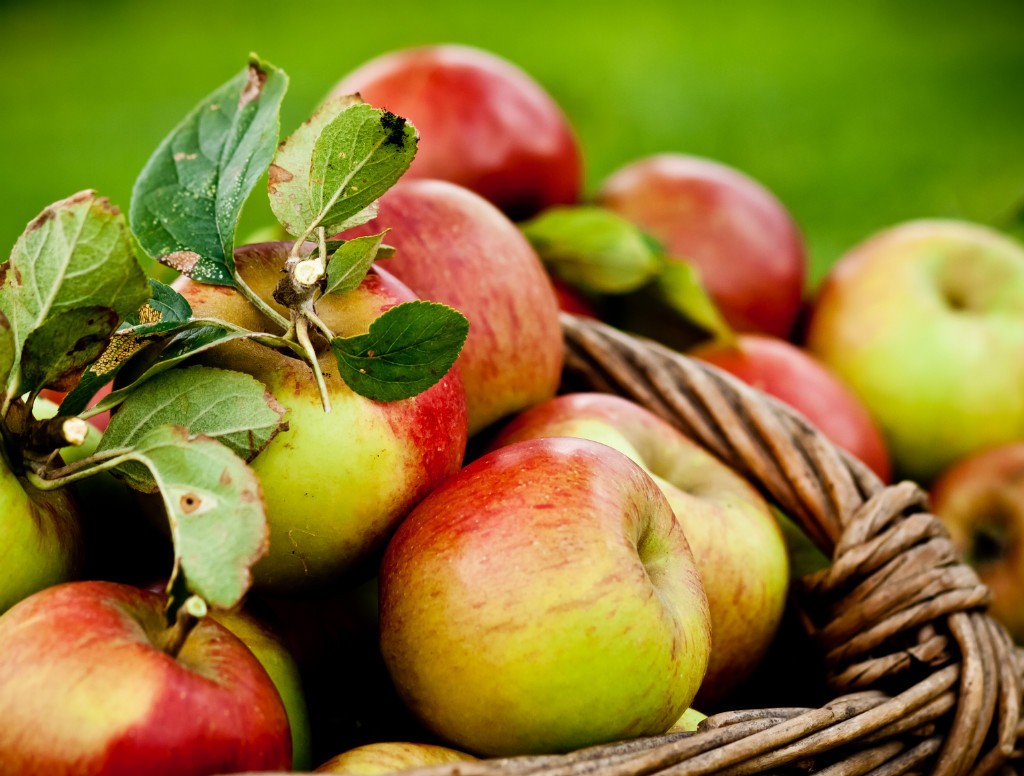 Expérience - Visite de la Cidrerie Familiale du Pays d'Auge: Dégustation Authentique